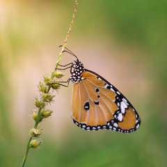 Butterfly in nature