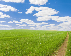 Summer landscape with green grass, road and clouds