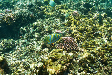 Coral reef and fish