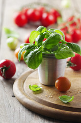 Fresh basil and red tomato on the table