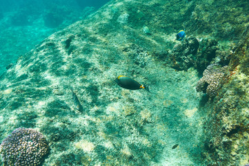 Coral reef and fish