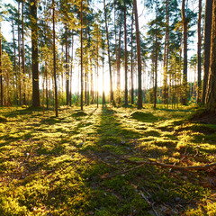 Obraz premium Sunrise in pine forest