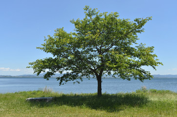 Fototapeta na wymiar 湖畔の木