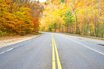 Fototapeta premium Autumn scene with road
