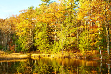 Fototapeta na wymiar Pond in White Mountain National Forest, New Hampshire