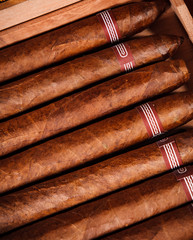 Cigars in humidor