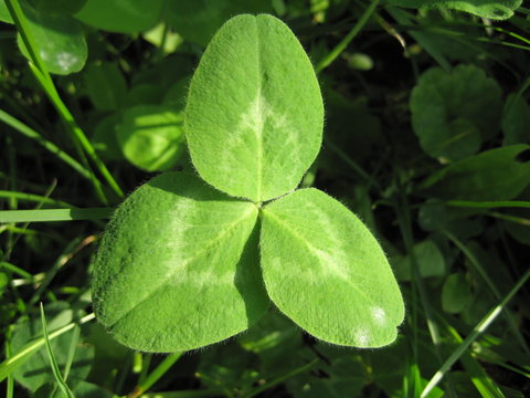 leaves of the clover in the grass