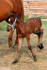 Fototapeta premium Happy foal / Veresegyhaz, Hungary