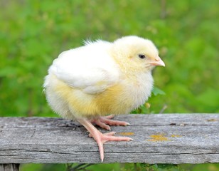A beautiful little chick on the grass