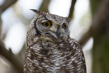 owl in the zoo of South Africa