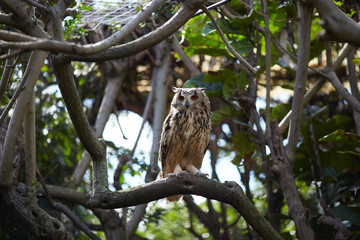 owl in the zoo of South Africa
