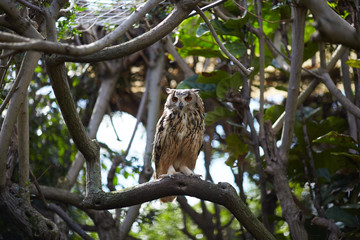 owl in the zoo of South Africa
