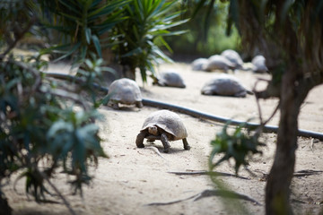 Fototapeta premium huge turtles in South Africa