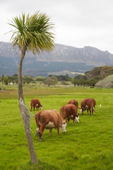 Fototapeta na wymiar Cows grazing in a meadow in South Africa