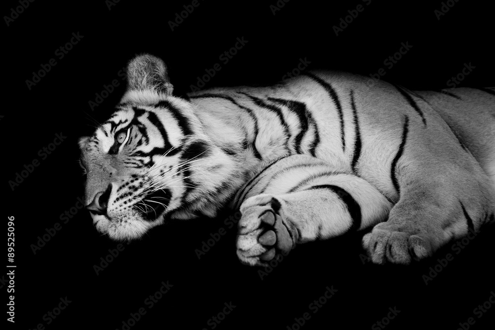 Wall mural black & white tiger sleep on one's side isolated on black backgr