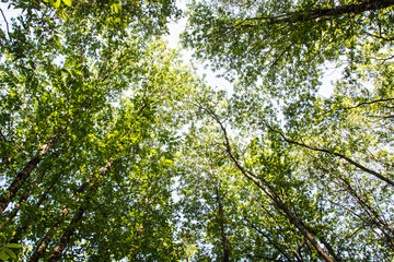 Landscape in mountain europe