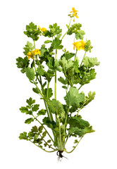 Celandine isolated on white background