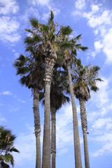 palmiers à Venice beach