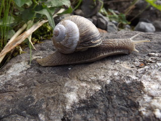 Chiocciola a passeggio