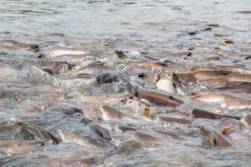 Black ear catfish