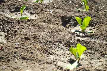 AGRICOLTURA BIOLOGICA