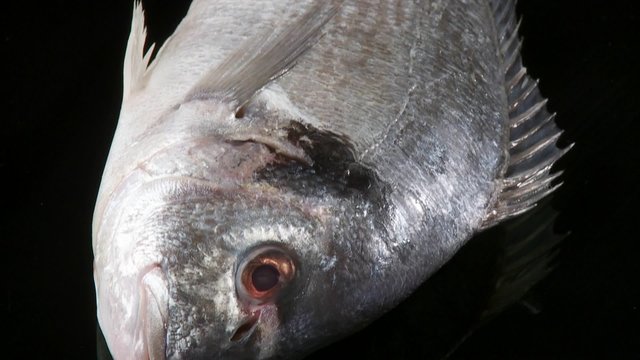 A sea bream
