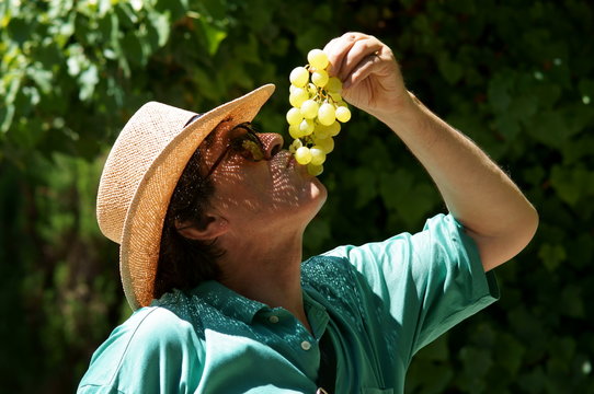 Uomo con cappello mentre mangia un grappolo d'uva in campagna