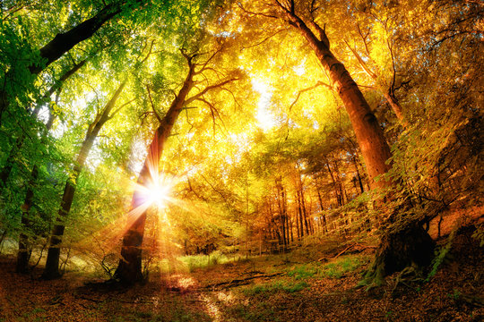 Fototapeta Magic Forest