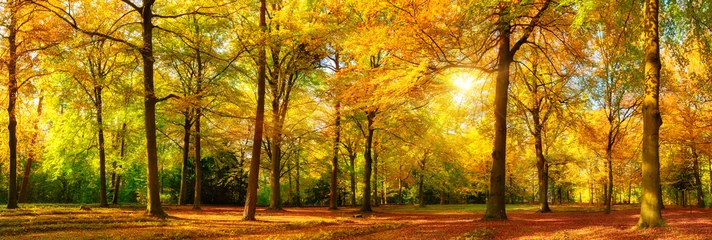 Fototapeten Herbst Wald Panorama im goldenen Sonnenschein © Smileus