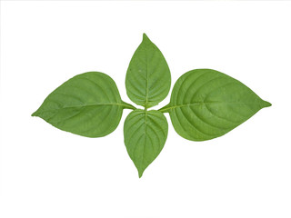 Fototapeta na wymiar Green leaf 2