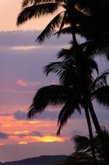 Fototapeta na wymiar Palm trees silhouetted against a tropical sunset, Kauai, Hawaii,