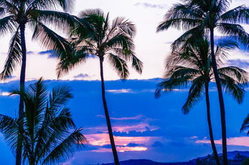 Palm trees silhouetted against a tropical sunset, Kauai, Hawaii,