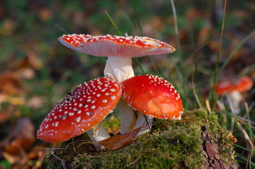 Amanita triple mushroom/Amanita mushrooms in the woods, Russia