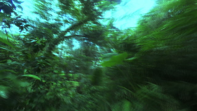 Jungle trip camera moving walking on path Nature Background. Ban Nai Thon. Phuket. Thailand. Scary Mystic Alien Psychedelic narcotic video of movement and vision.