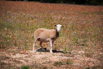 Goat on Mallorca