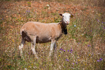 Fototapeta premium Goat on Mallorca