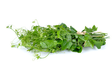 Coccinia grandis vegetable. Vegetable garden is a healthy diet.