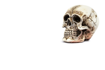 Skull model
