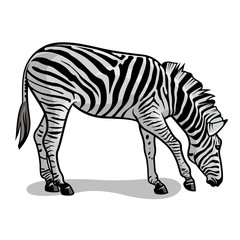 Fototapeta na wymiar Zebra 001