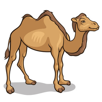 Camel 002
