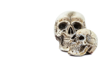 Skull model