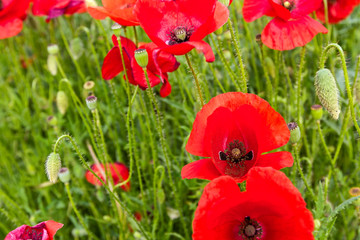 Red Poppy Flowers.