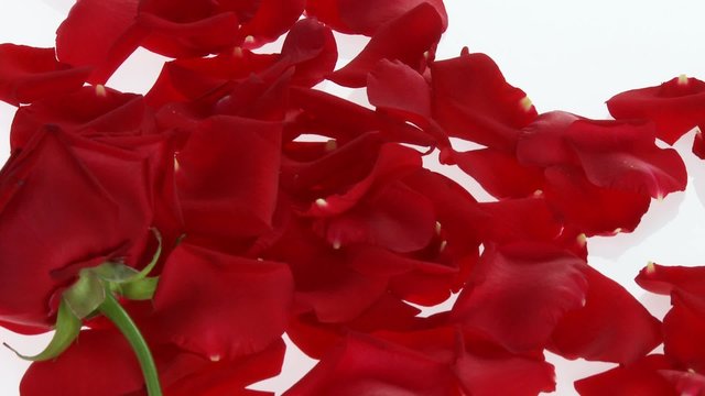 Red rose petals and a rose