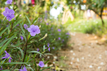 Obraz premium flower in garden