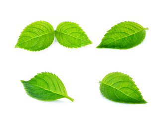 Green leaf on white background