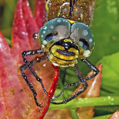 Стрекоза с крупными глазами. Самка сибирского коромысла (Aeschna crenata H.)