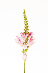 Obraz premium nice flower isolated