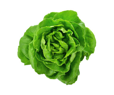 Fresh green lettuce isolated on white