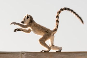 Cute baby lemur in action.