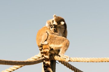 Mothers lemur gives a hug to her baby. © Bill Anastasiou
